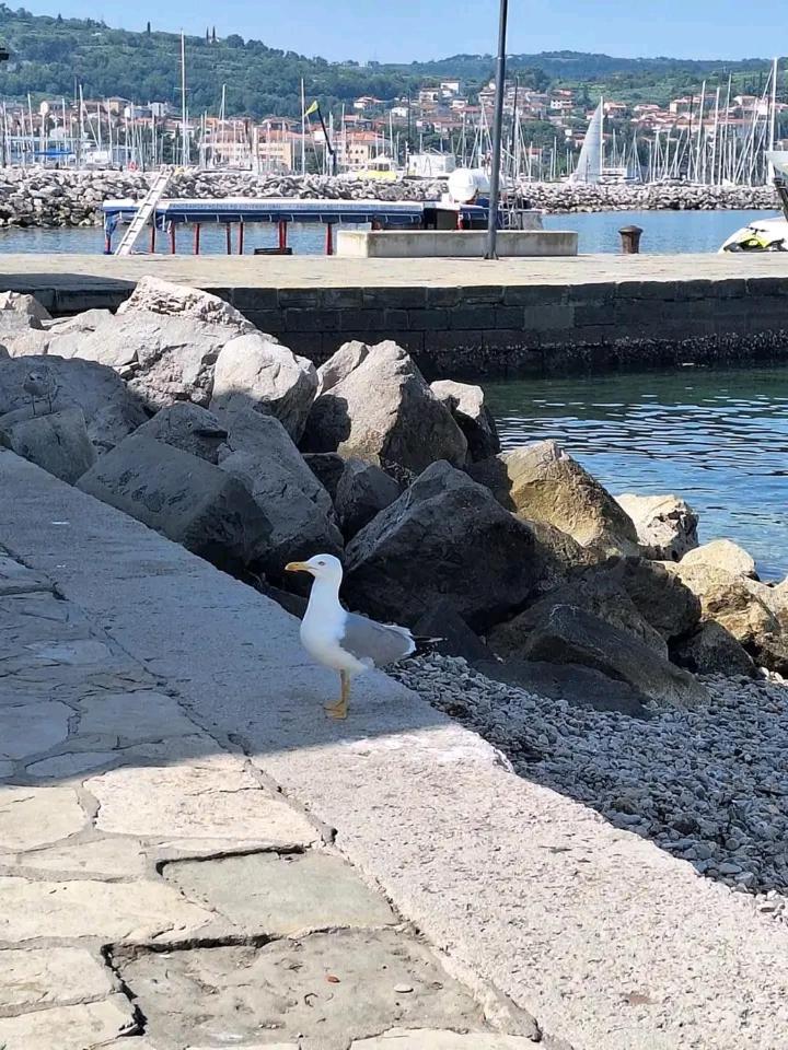 Vanilla Izola Exteriör bild